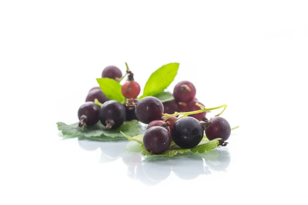 Bacche Mature Ribes Nero Isolato Sfondo Bianco — Foto Stock