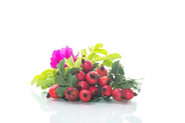 Ripe Red Briar Berries Branch White Background — Stock Photo, Image