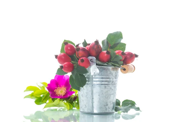 Ripe Red Briar Berries Branch White Background — Stock Photo, Image