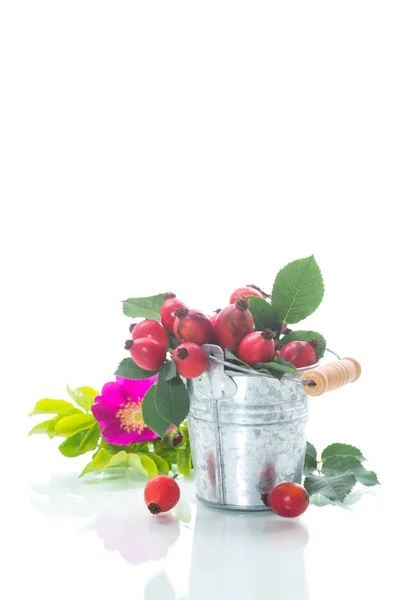 Ripe Red Briar Berries Branch White Background — Stock Photo, Image