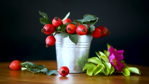 Ripe red briar berries on a branch — Stock Video