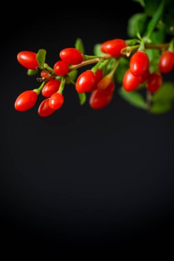 Kırmızı Olgun goji berry siyah bir arka plan üzerinde izole dal