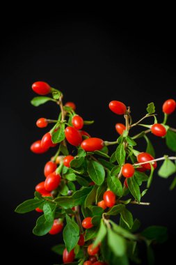 Kırmızı Olgun goji berry siyah bir arka plan üzerinde izole dal