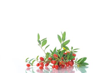 beyaz bir arka plan üzerinde izole bir şube kırmızı olgun goji berry