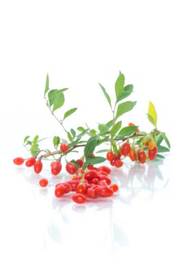 beyaz bir arka plan üzerinde izole bir şube kırmızı olgun goji berry