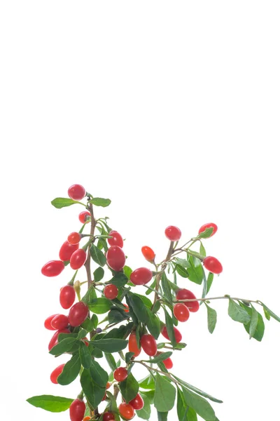 Red Ripe Goji Berry Branch Isolated White Background — Stock Photo, Image