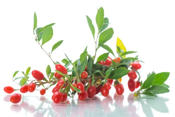 Rode Rijpe Goji Berry Een Tak Geïsoleerd Een Witte Achtergrond — Stockfoto