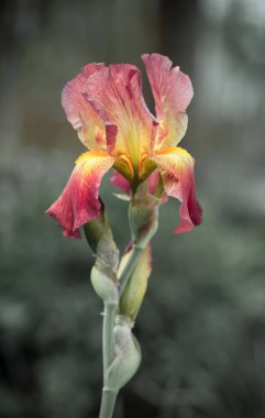 sarı çiçek Iris açık havada güzel çok renkli kırmızı çiçek açan