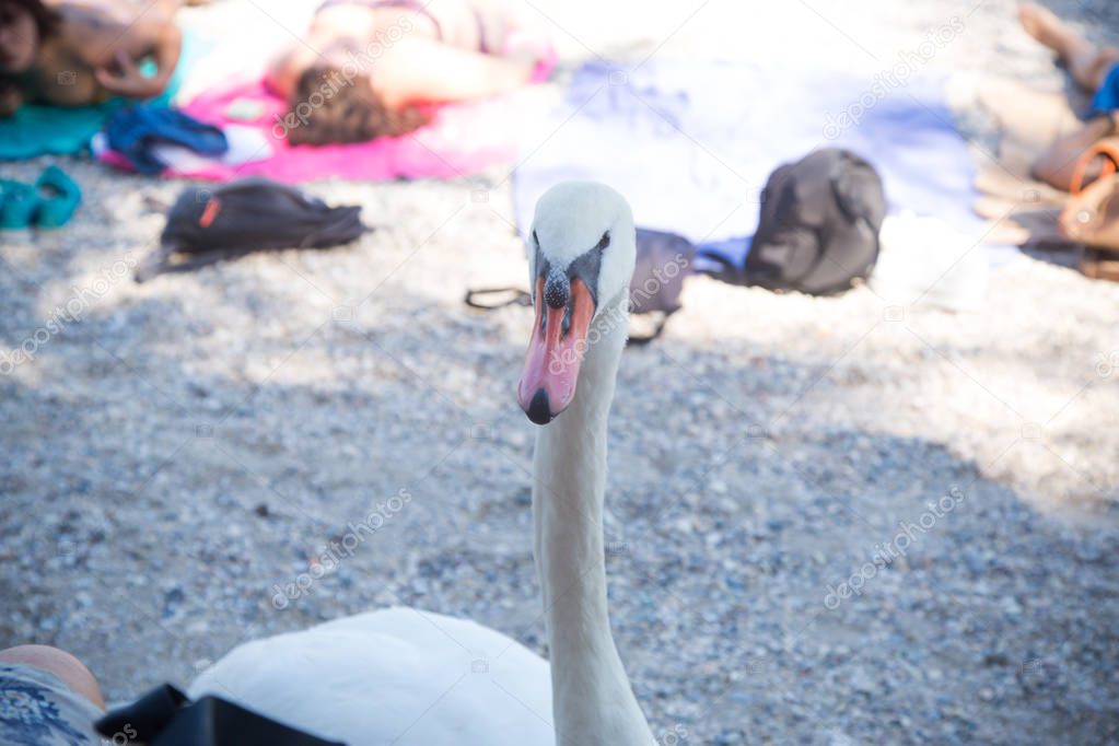 A beautiful handsome swan asks for food from people on the shore of Lake Garda. September 7 2018