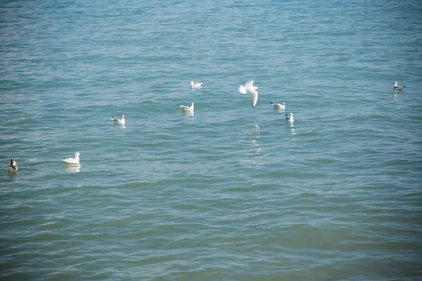 Belo Lago Garda Itália Dia Ensolarado Verão Setembro 2018 — Fotografia de Stock