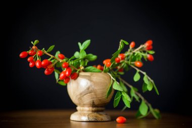 Kırmızı Olgun goji berry siyah bir arka plan üzerinde izole dal