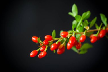 Kırmızı Olgun goji berry siyah bir arka plan üzerinde izole dal