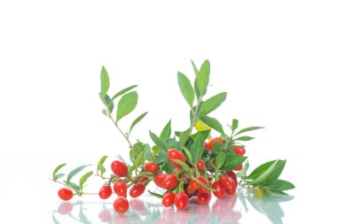 beyaz bir arka plan üzerinde izole bir şube kırmızı olgun goji berry