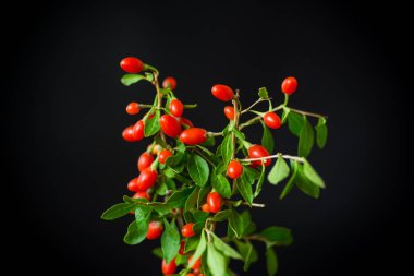Kırmızı Olgun goji berry siyah bir arka plan üzerinde izole dal