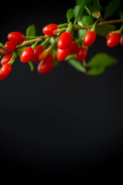 Rode Rijpe Goji Berry Een Tak Geïsoleerd Een Zwarte Achtergrond — Stockfoto