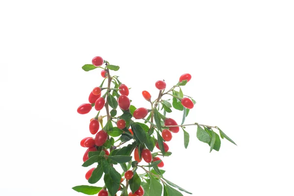 Rode Rijpe Goji Berry Een Tak Geïsoleerd Een Witte Achtergrond — Stockfoto