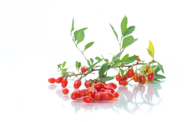 Rote Reife Goji Beere Auf Einem Zweig Isoliert Auf Weißem — Stockfoto