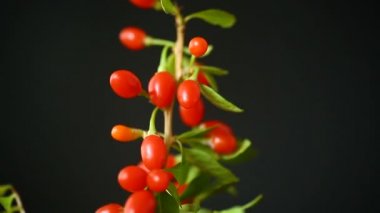 bir dal üzerinde siyah bir izole kırmızı olgun goji berry