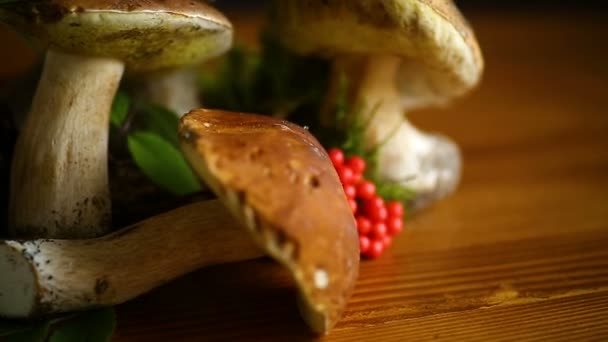 Белый лесной гриб — стоковое видео