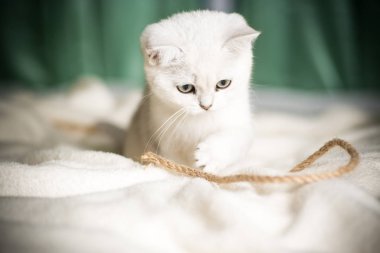 Güzel genç kedi, doğurmak İskoç chinchilla düz