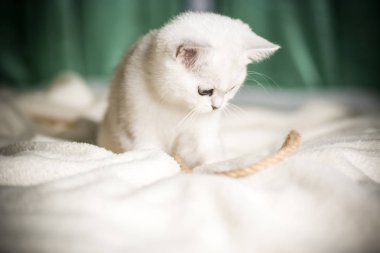 Güzel genç kedi, doğurmak İskoç chinchilla düz