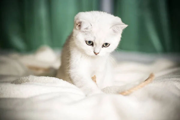 美丽的年轻猫 品种苏格兰猫龙直 — 图库照片