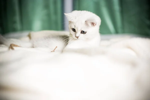 Hermoso Gato Joven Raza Escocesa Chinchilla Recta — Foto de Stock