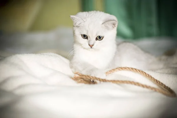 Piękny Kot Młodych Rasy Scottish Szynszyli Prosto — Zdjęcie stockowe