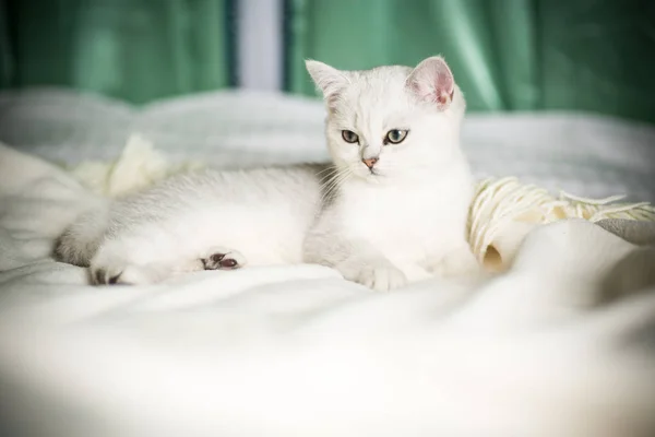 Schöne Junge Katze Züchtet Schottische Chinchilla Gerade — Stockfoto