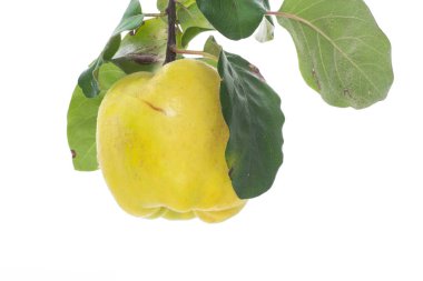 Beyaz arka plan üzerinde izole olgun meyve sarı ayva