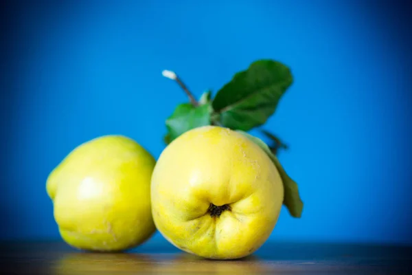Dojrzały Owoc Żółty Pigwa Białym Tle Niebieskim Tle — Zdjęcie stockowe