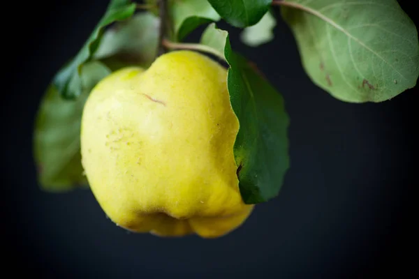 Marmelo Amarelo Fruta Madura Isolado Sobre Fundo Preto — Fotografia de Stock