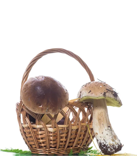 Forest Fresh Natural Mushrooms Boletus White Background — Stock Photo, Image
