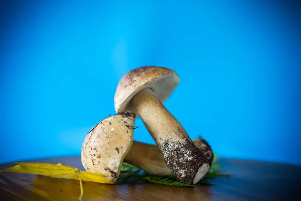 Wald Frische Natürliche Pilze Steinpilze Auf Blauem Hintergrund — Stockfoto