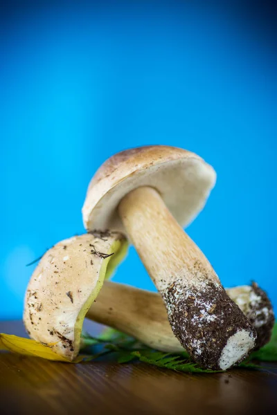 Forest Fresh Natural Mushrooms Boletus Blue Background — Stock Photo, Image