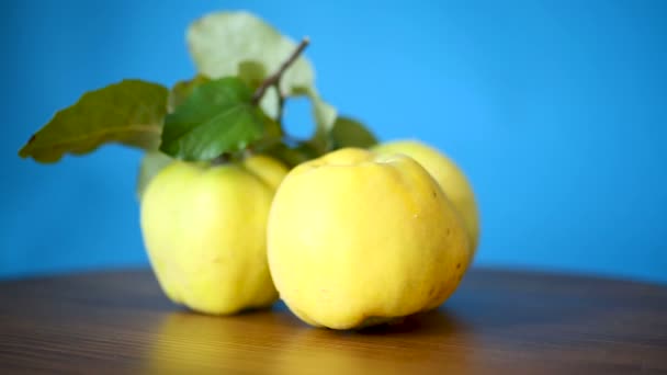 Frutta matura mela cotogna isolata su sfondo blu — Video Stock