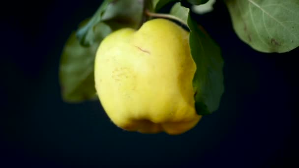 Ripe fruit quince isolated on black background — Stock Video