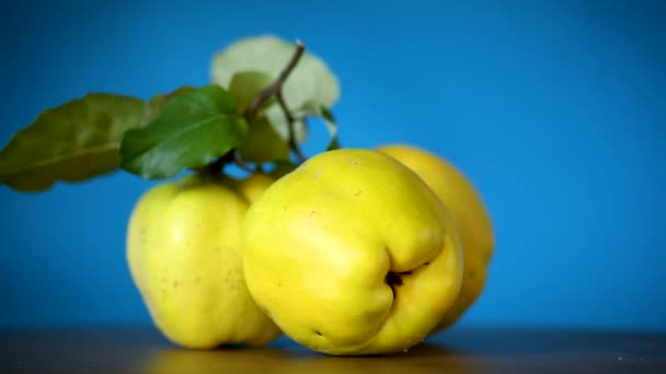 Marmelo de frutas maduras isolado em fundo azul — Vídeo de Stock