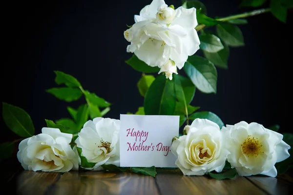 Gyönyörű Fehér Virágzó Rózsák Fekete Háttér — Stock Fotó