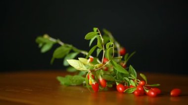 bir dal üzerinde siyah bir izole kırmızı olgun goji berry