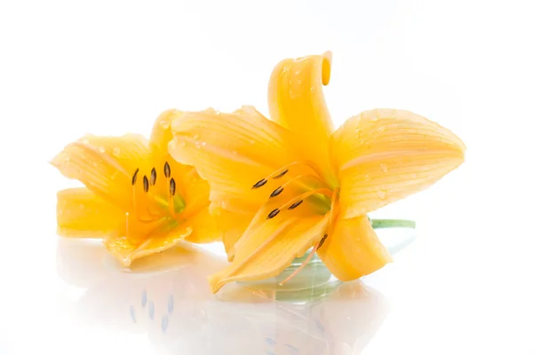 Gelbe Lilienblüten und Knospen auf einem weißen — Stockfoto