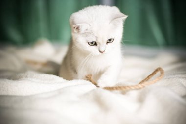 Güzel genç kedi, doğurmak İskoç chinchilla düz