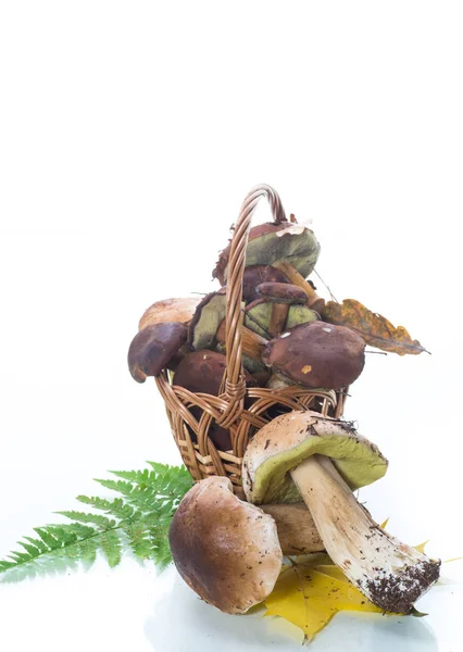 Bos verse natuurlijke champignons bronskleurig op wit — Stockfoto