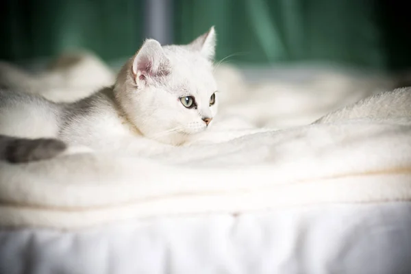 Hermoso Gato Joven Raza Escocesa Chinchilla Recta — Foto de Stock