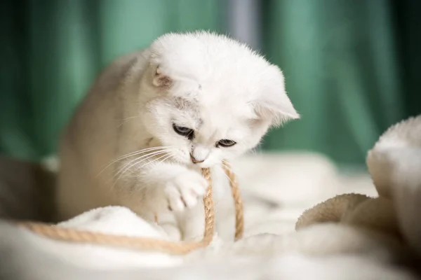 Hermoso Gato Joven Raza Escocesa Chinchilla Recta — Foto de Stock