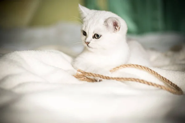 Frumos Tanar Pisica Rasa Scotian Chinchilla Drept — Fotografie, imagine de stoc