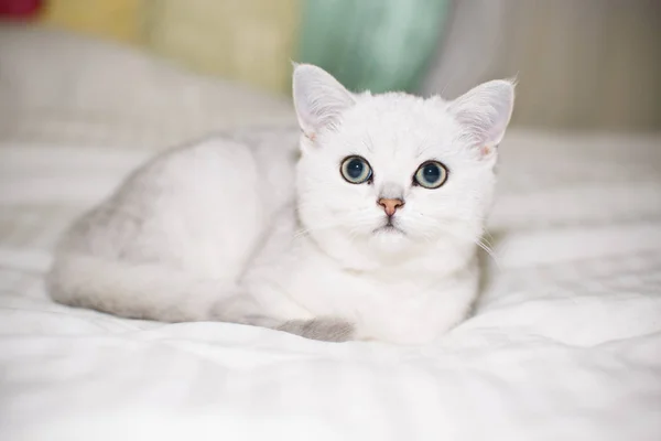 美丽的年轻猫 品种苏格兰猫龙直 — 图库照片