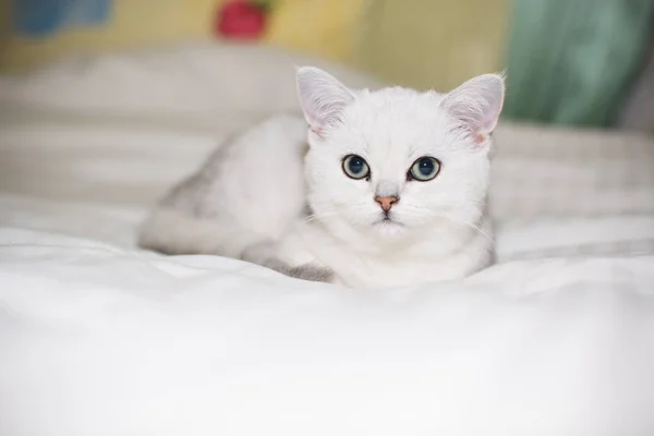 Beautiful Young Cat Breed Scottish Chinchilla Straight — Stock Photo, Image
