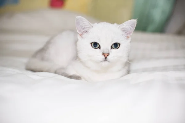 Hermoso Gato Joven Raza Escocesa Chinchilla Recta — Foto de Stock