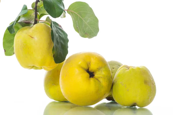 Zralé Plody Žluté Kdoule Izolovaných Bílém Pozadí — Stock fotografie